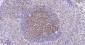 PCNA Recombinant Rabbit mAb, Nuclear Loading Control